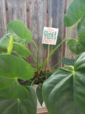 Plant Mini Signs Bundle