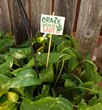 Plant Mini Signs Bundle