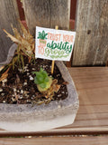 Plant Mini Signs Bundle